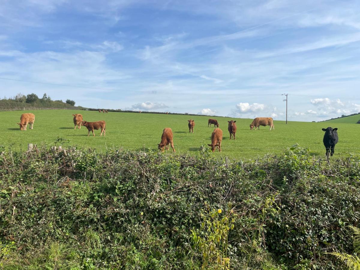 Westerley Country B & B With Exclusive Guest Lounge Buckfastleigh Luaran gambar
